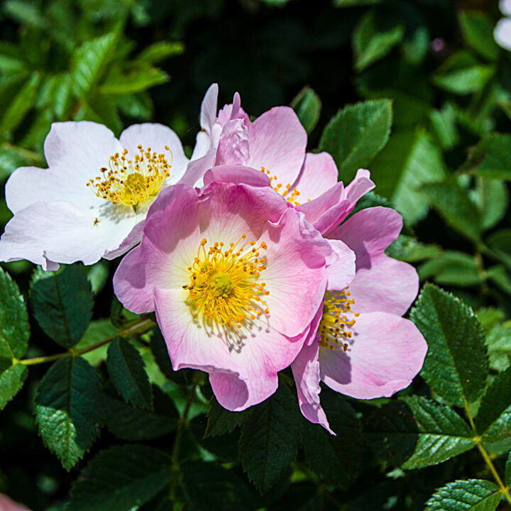 huile de rose musquée : condition d'utilisation