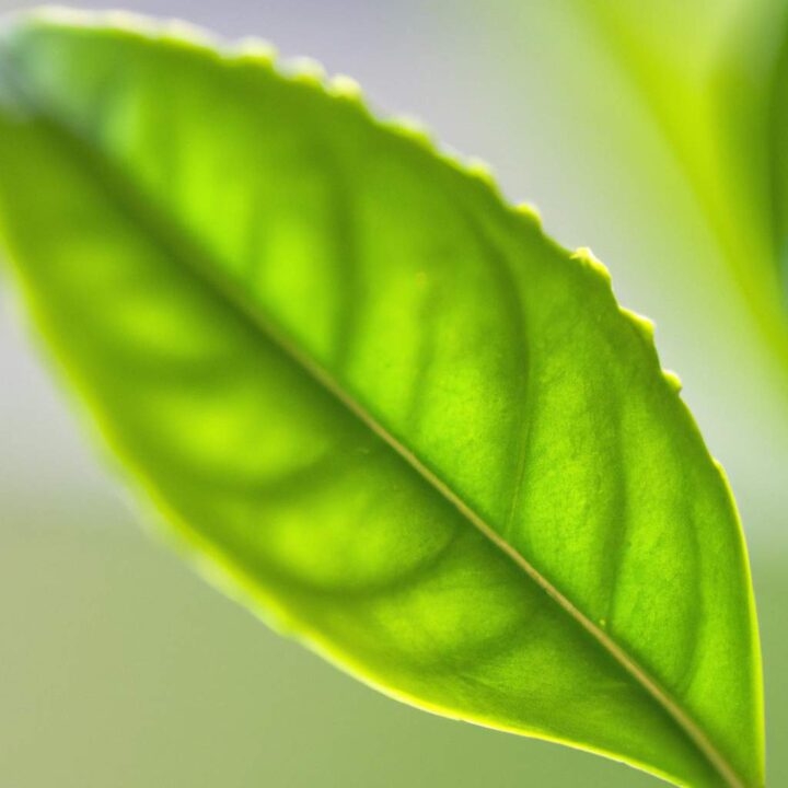 solutions-naturelles-pour-les-paupieres-tombantes-rajeunissez-votre-regard