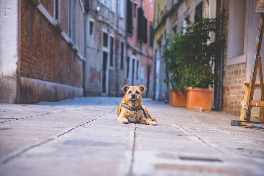 Signes de Mal-être chez Votre Chien